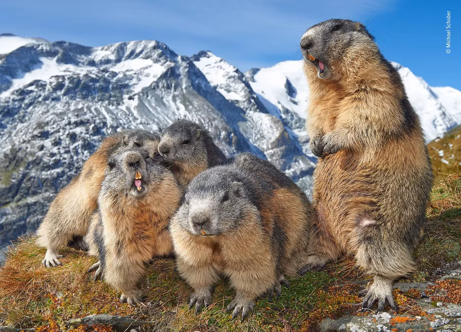 Bầy sóc đất ở vùng núi thuộc công viên quốc gia Hohe Tauern, Áo - Ảnh: WILDLIFE PHOTOGRAPHER OF THE YEAR