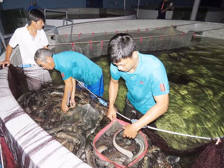 Cá chình được kỳ vọng sẽ tạo nên thương hiệu riêng cho vùng cát Lệ Thủy.