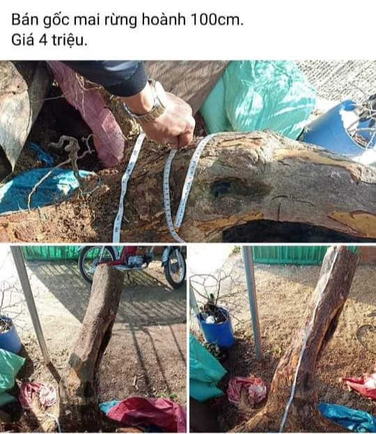 Mai rừng rao bán trên Facebook - Ảnh: Trần Hiếu Mai rừng rao bán trên Facebook - Ảnh: Trần Hiếu