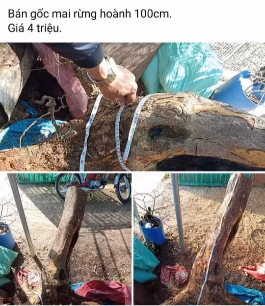 Mai rừng rao bán trên Facebook - Ảnh: Trần Hiếu