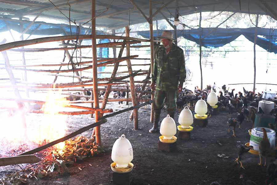 Dùng lửa hun là cách phòng ngừa dịch bệnh cho đàn gà của gia đình ông Nguyễn Văn Thao (thôn An Hòa, xã Phú An, huyện Đak Pơ). Ảnh: Ngọc Minh  Dùng lửa hun là cách phòng ngừa dịch bệnh cho đàn gà của gia đình ông Nguyễn Văn Thao (thôn An Hòa, xã Phú An, huyện Đak Pơ). Ảnh: Ngọc Minh