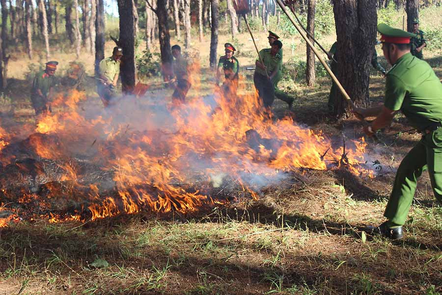 Diễn tập chữa cháy rừng. Ảnh: Đỗ Doanh Diễn tập chữa cháy rừng. Ảnh: Đỗ Doanh