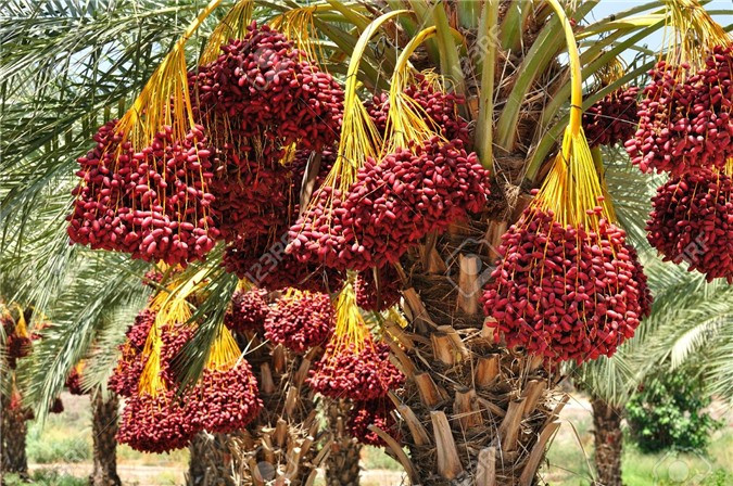  Quả chà là sinh trưởng rất tốt trong môi trường sa mạc khắc nghiệt, nó dễ tiêu hóa, cùng với sữa lạc đà, hai thứ này đã giúp người dân Dubai chống lại cơn đói trong nhiều năm trước.