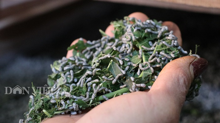 Hiện nay, nguồn trứng tằm giống đang bị thiếu hụt tại Lâm Đồng do phụ thuộc vào thị trường Trung Quốc.