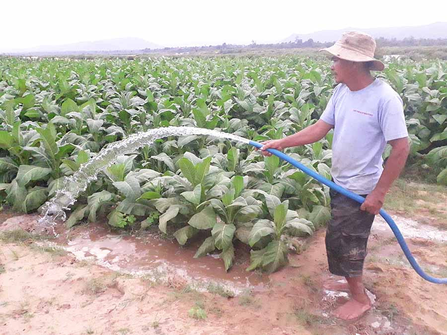  Người dân buôn Ka Tô, xã Chư Gu tưới nước cho cây thuốc lá. Ảnh: G.H