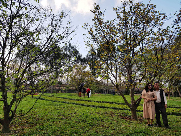 Vườn mai trước Kinh thành Huế thu hút rất đông người dân, đặc biệt là các bạn trẻ đến chụp ảnh, ngắm hoa trước Tết Nguyên đán - Ảnh: AN NHIÊN