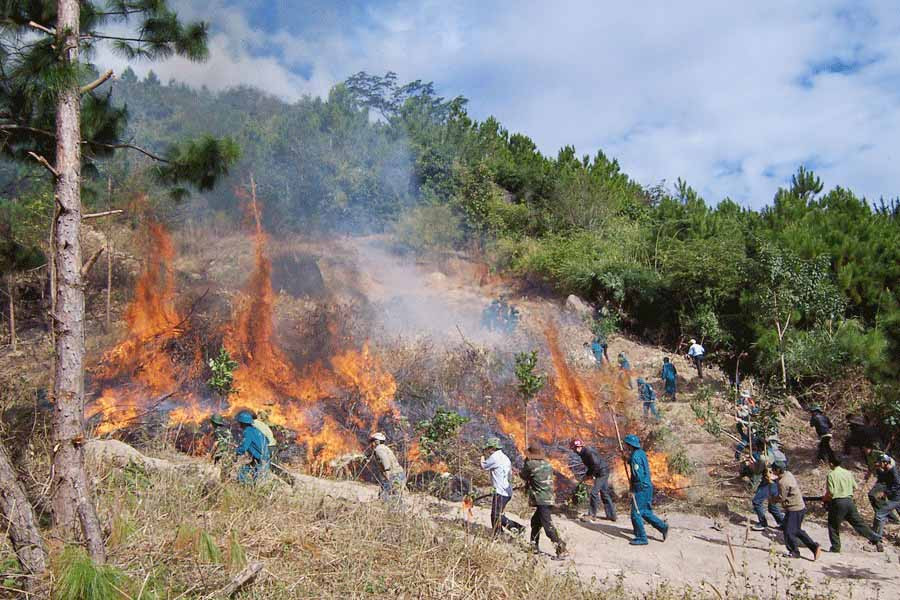  Diễn tập phòng cháy, chữa cháy rừng. Ảnh: N.S