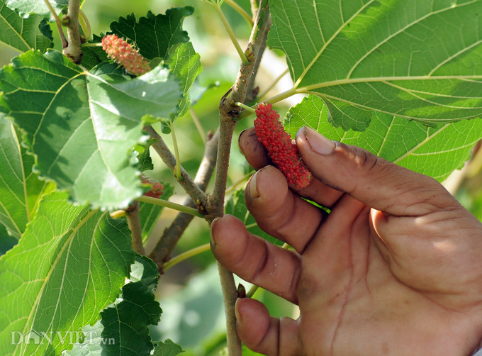 Bị thu hút bởi những trái dâu tằm chín đỏ bắt mắt, anh Tuấn đã mạnh dạn gây dựng một vườn dâu tằm độc nhất ở miền Tây. Ảnh: M.A. Bị thu hút bởi những trái dâu tằm chín đỏ bắt mắt, anh Tuấn đã mạnh dạn gây dựng một vườn dâu tằm độc nhất ở miền Tây. Ảnh: M.A.