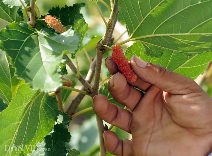 Bị thu hút bởi những trái dâu tằm chín đỏ bắt mắt, anh Tuấn đã mạnh dạn gây dựng một vườn dâu tằm độc nhất ở miền Tây. Ảnh: M.A.