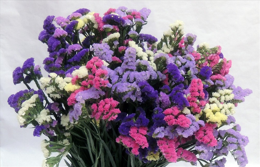 Hoa salem thể hiện cho sự cao thượng của tình yêu. Hoa salem thể hiện cho sự cao thượng của tình yêu.