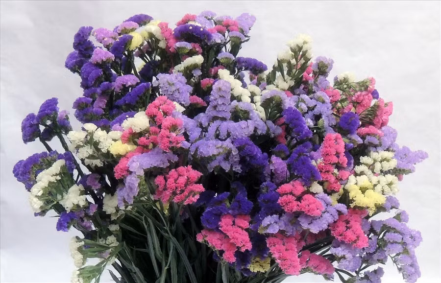 Hoa salem thể hiện cho sự cao thượng của tình yêu.