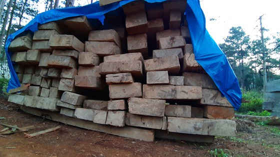  Gỗ vi phạm được đưa về để xử lý