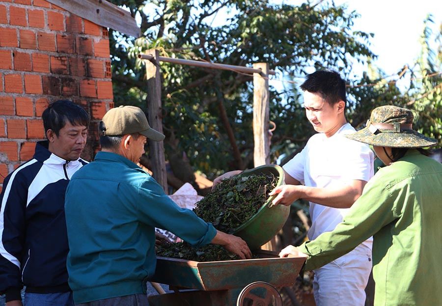 Do giá tiêu xuống thấp kỷ lục nên việc thu hoạch tiêu đều do các thành viên trong gia đình ông Trung thực hiện để giảm chi phí-Ảnh QT