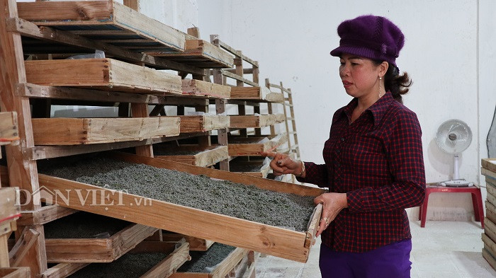  Mỗi tháng cơ sở của bà Dung lấy từ 500-600 hộp trứng tằm giống, nhưng hiện tại giảm xuống chỉ có 200 hộp.