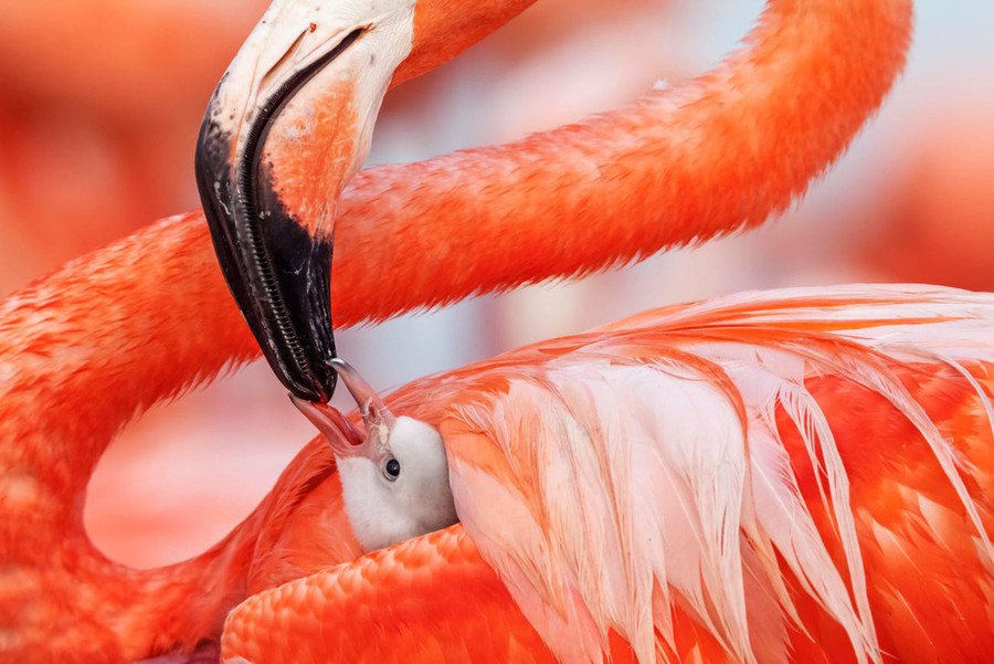Hồng hạc Caribe mẹ cho con ăn tại Yucatán, Mexico - Ảnh: WILDLIFE PHOTOGRAPHER OF THE YEAR