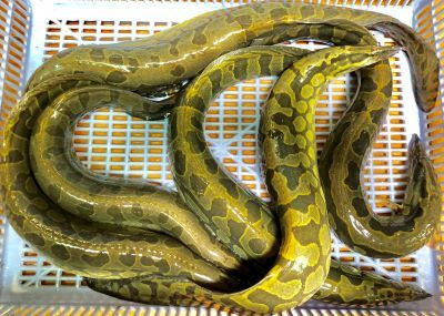 Cá chạch lấu đang là loài cá được ưa chuộng trên thị trường với giá bán khá cao, mang lại lợi nhuận tốt cho người nuôi. Ảnh: internet. Cá chạch lấu đang là loài cá được ưa chuộng trên thị trường với giá bán khá cao, mang lại lợi nhuận tốt cho người nuôi. Ảnh: internet.