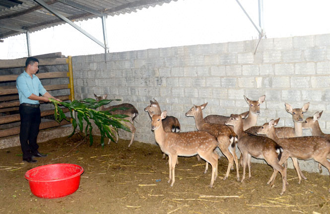 Đàn hươu sinh sản, hươu con giống của anh Quan Văn Tiệp.