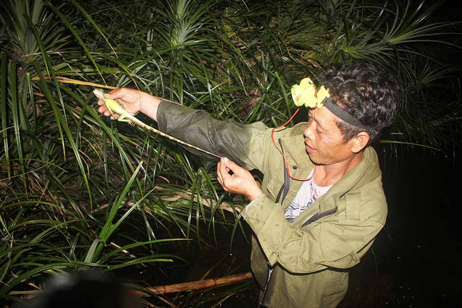 Kỳ tôm - một loại sản vật của núi rừng Ia Rsai. Ảnh: Nguyễn Tú