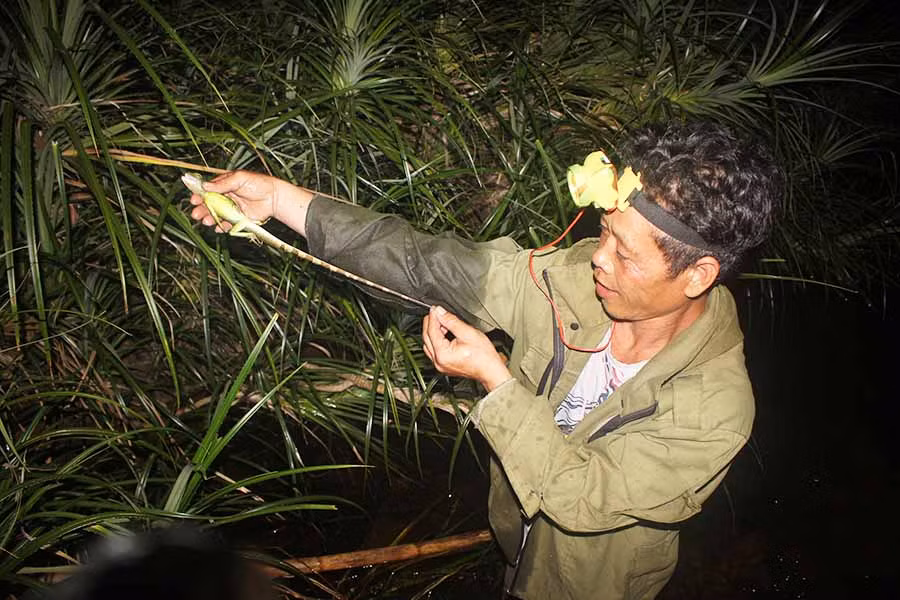 Kỳ tôm - một loại sản vật của núi rừng Ia Rsai. Ảnh: Nguyễn Tú