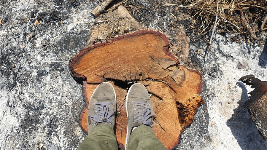 Rừng bị phá thời điểm cận Tết để tránh bị cơ quan chức năng phát hiện. Ảnh: HL