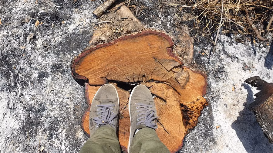 Rừng bị phá thời điểm cận Tết để tránh bị cơ quan chức năng phát hiện. Ảnh: HL