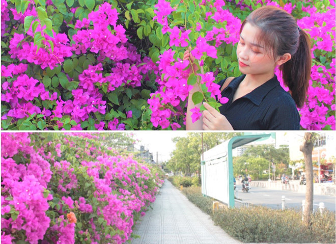 Hoa giấy khoe sắc trên đường Nguyễn Hữu Thọ 