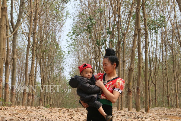 Bé trai theo mẹ xuống chụp ảnh tại rừng cao su.