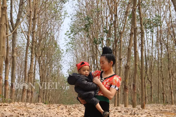 Bé trai theo mẹ xuống chụp ảnh tại rừng cao su.