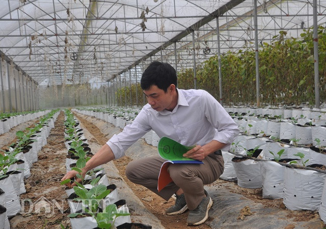 Anh Đinh Xuân Trung kiểm tra rau giống trước khi đưa vào trồng.