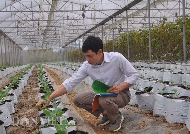 Anh Đinh Xuân Trung kiểm tra rau giống trước khi đưa vào trồng.