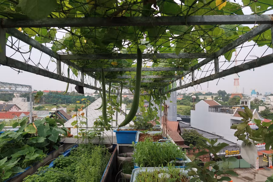 Một góc sân thượng xum xuê rau trái.