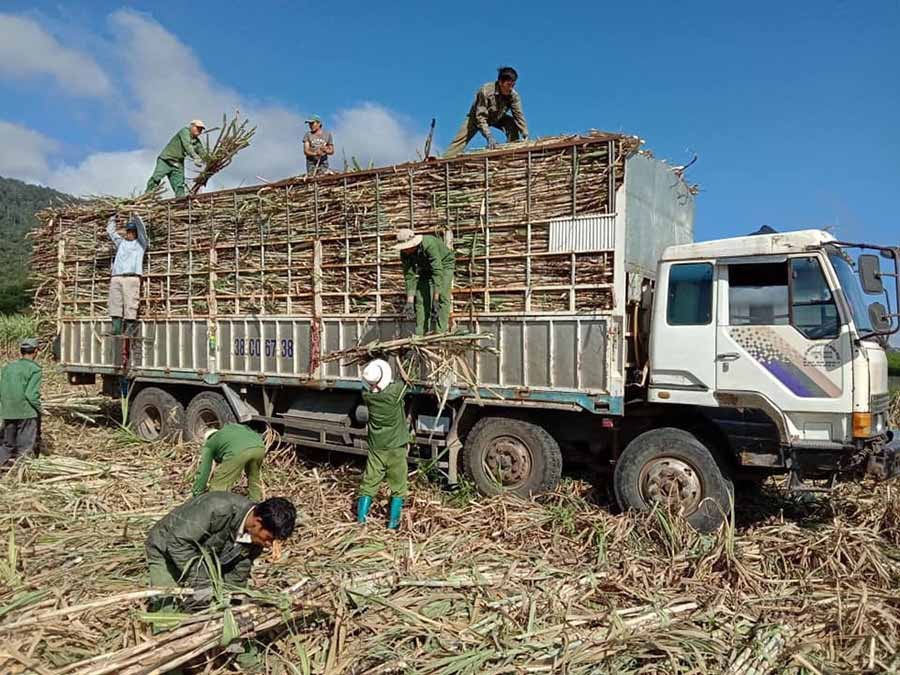  Người dân Đak Pơ thu hoạch mía. Ảnh: N.H