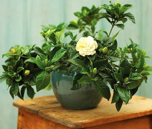 Đại học Wheeling Jesuit (Mỹ) đã tiến hành một nghiên cứu để chứng minh tác dụng của hoa Nhài đối với giấc ngủ con người. Kết quả cho thấy, loài hoa này giúp giấc ngủ sâu hơn, giảm lo lắng và tạo cảm giác thư thái khi thức dậy. Bên cạnh đó, hoa Nhài còn được sử dụng trong việc sử dụng làm thuốc, làm đẹp. Ảnh ST.