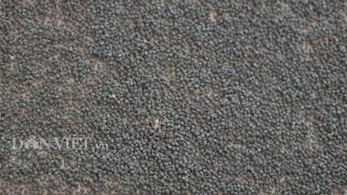 Do ảnh hưởng của virus corona, Lâm Đồng đang thiếu nguồn trứng tằm giống.