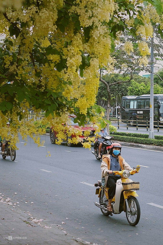 Bên cạnh hoa kèn hồng, trên đường Điện Biên Phủ hướng từ quận Bình Thạnh vào quận 1 còn rực sắc vàng của cây muồng hoàng yến. Màu sắc nổi bật thu hút ánh nhìn của người lưu thông trên đường. Bên cạnh hoa kèn hồng, trên đường Điện Biên Phủ hướng từ quận Bình Thạnh vào quận 1 còn rực sắc vàng của cây muồng hoàng yến. Màu sắc nổi bật thu hút ánh nhìn của người lưu thông trên đường.