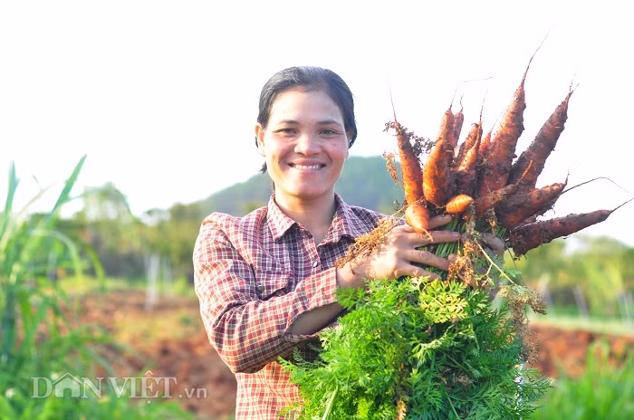 Mỗi tháng, Tổ hợp tác rau hữu cơ Iem Goh Churu cung cấp cho thị trường từ 1,2 - 1,5 tấn rau các loại với giá từ 20.000 - 35.000 đồng/kg.