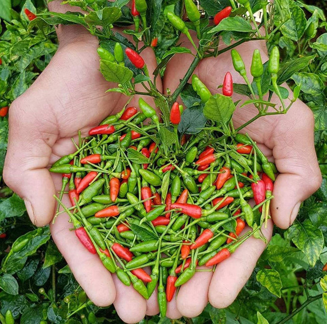 Ớt xiêm là một trong những nguyên liệu chính của các sản phẩm Ớt xiêm là một trong những nguyên liệu chính của các sản phẩm