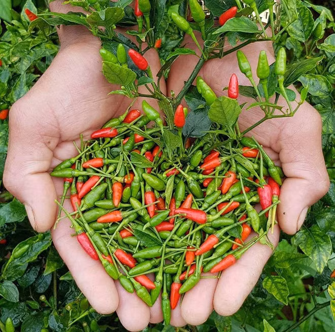 Ớt xiêm là một trong những nguyên liệu chính của các sản phẩm