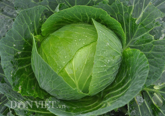 Công việc không quá nặng nhọc nhưng bà Ý-lao động trồng rau tại trang trại rau an toàn của nhà anh Trung vẫn có thu nhập 5 triệu đồng/tháng.