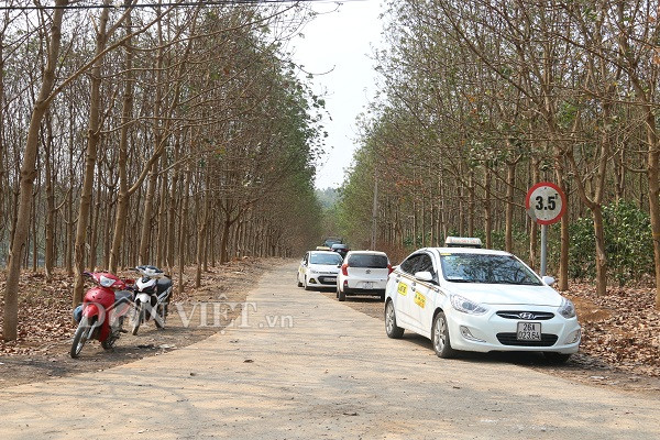 Nhiều xe taxi nối đuôi nhau chở khách đến tham quan rừng cao su mùa thay lá.