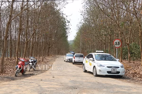 Nhiều xe taxi nối đuôi nhau chở khách đến tham quan rừng cao su mùa thay lá.