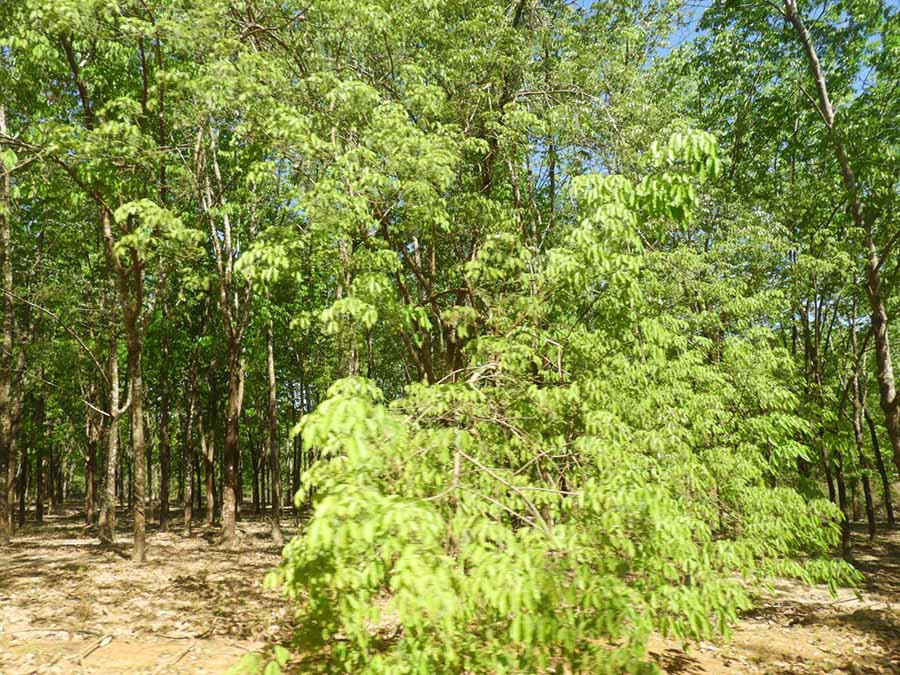  Bảo vệ và phát triển các loài cây xanh mang góp phần cân bằng về môi trường, khí hậu ở Cao nguyên. Ảnh: T.N