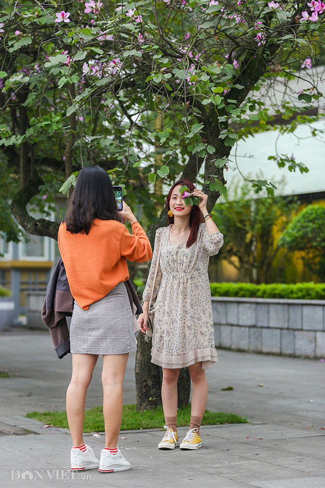 Nhiều bạn trẻ lại thích tìm đến những con đường có hoa ban để ngắm hoa, chụp ảnh cùng bạn bè của mình. Nhiều bạn trẻ lại thích tìm đến những con đường có hoa ban để ngắm hoa, chụp ảnh cùng bạn bè của mình.