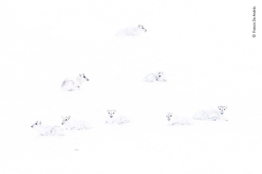  Đàn tuần lộc Bắc Cực trên nền tuyết trắng tại Na Uy - Ảnh: WILDLIFE PHOTOGRAPHER OF THE YEAR
