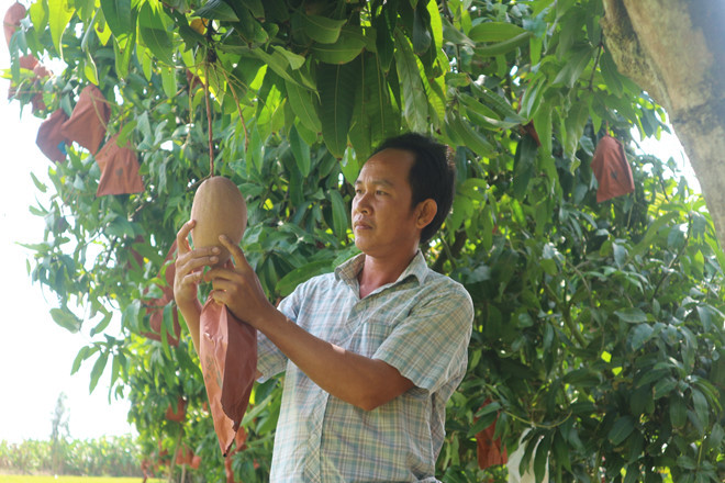 Cây xoài cát hồng 4 năm tuổi của anh Nhàn - Thiên Lộc Cây xoài cát hồng 4 năm tuổi của anh Nhàn - Thiên Lộc