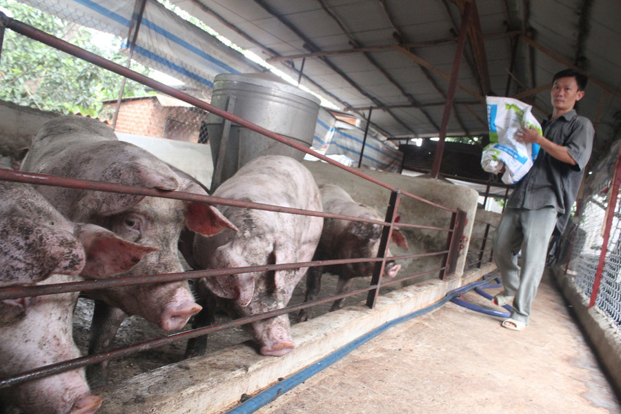 Giá heo hơi hôm nay 9/2 ở miền Bắc ổn định, miền Trung tăng nhẹ. Ảnh: I.T