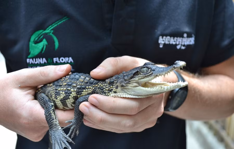 Cá sấu Xiêm con được phát hiện ở dãy núi Cardamom, Tây Nam Campuchia. (Nguồn: southeastasiaglobe.com)