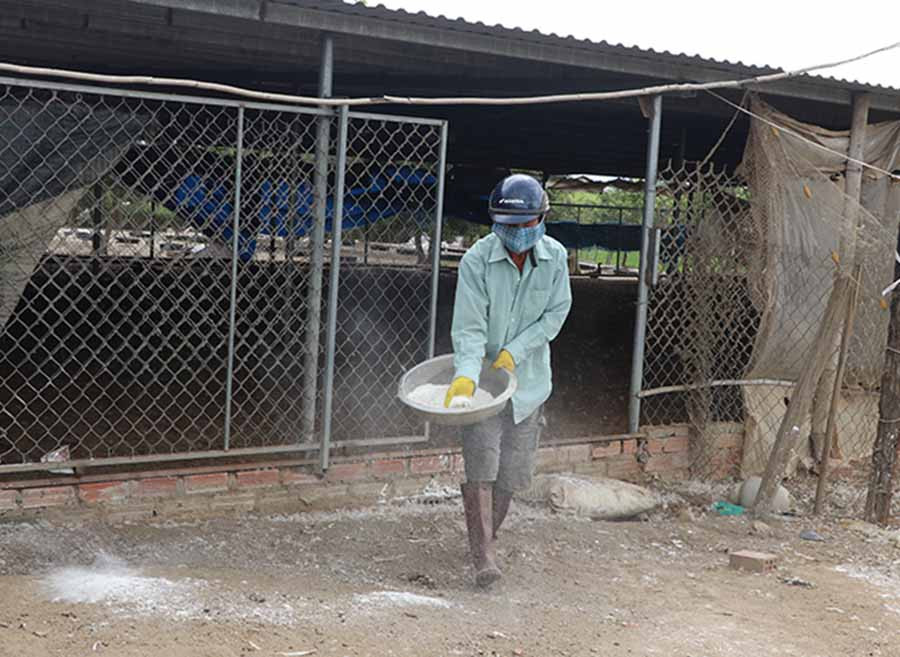 Các hộ chăn nuôi chủ động phòng ngừa dịch bệnh bằng cách rắc vôi bột và phun thuốc sát trùng. Ảnh: N.M  Các hộ chăn nuôi chủ động phòng ngừa dịch bệnh bằng cách rắc vôi bột và phun thuốc sát trùng. Ảnh: N.M
