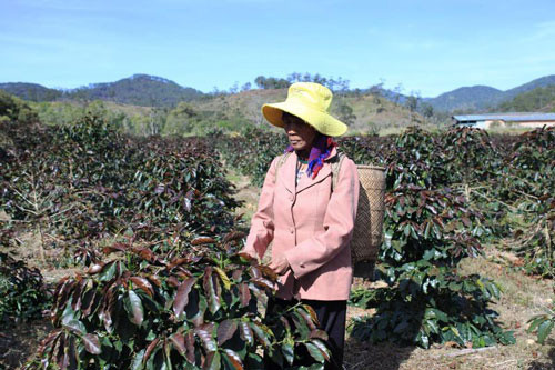 Sương muối gây thiệt hại hàng trăm hecta cà phê, hoa màu của người dân ở Lâm Đồng Ảnh: ĐÌNH THI