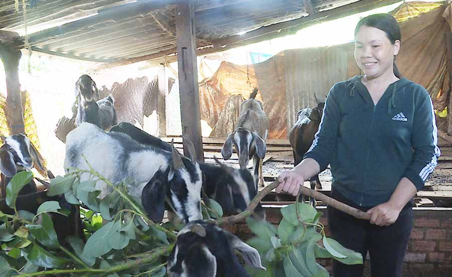  Chị Hoàng Thị Tâm cho dê ăn. Ảnh: H.P